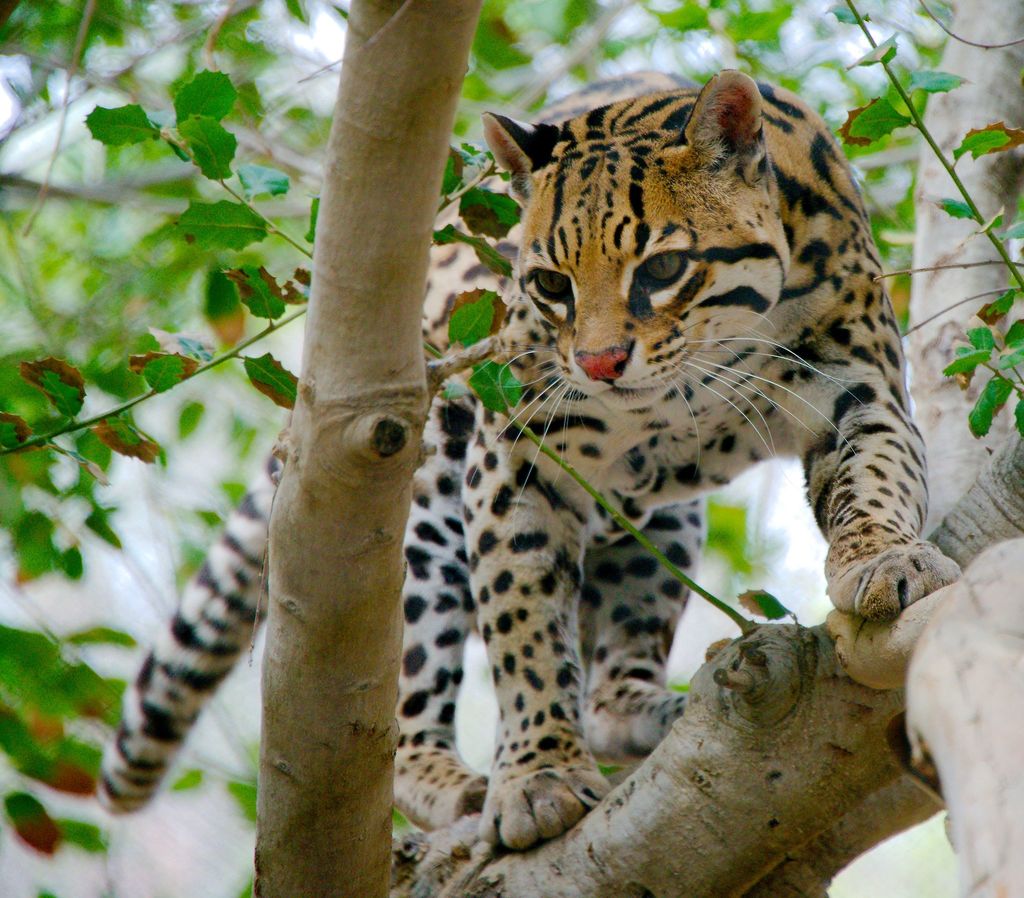 Ocelote
